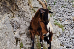 Ein skeptischer Blick auf die Wanderer